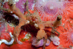 Achaeopsis spinulosa