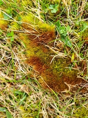 Flexitrichum flexicaule