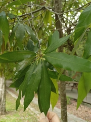 Lithocarpus nantoensis