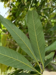 Lithocarpus nantoensis
