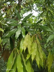 Lithocarpus nantoensis