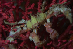 Achaeopsis spinulosa