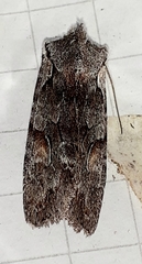 Lithophane furcifera