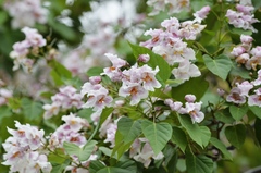 Catalpa bungei