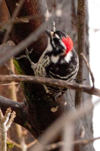Nuttall's Woodpecker, photo 6 of 7
