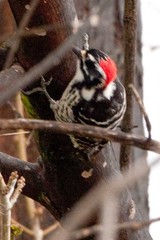 Nuttall's Woodpecker photo 6