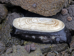 Scutus antipodes