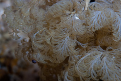 Menipea crispa