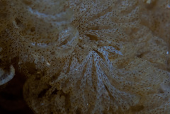 Menipea crispa