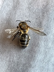 Andrena scotica