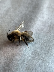 Andrena scotica