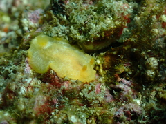 Doriopsilla miniata