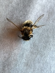 Andrena scotica