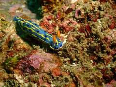 Hypselodoris festiva