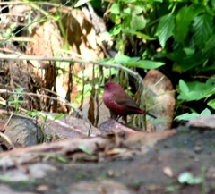 Lagonosticta rubricata