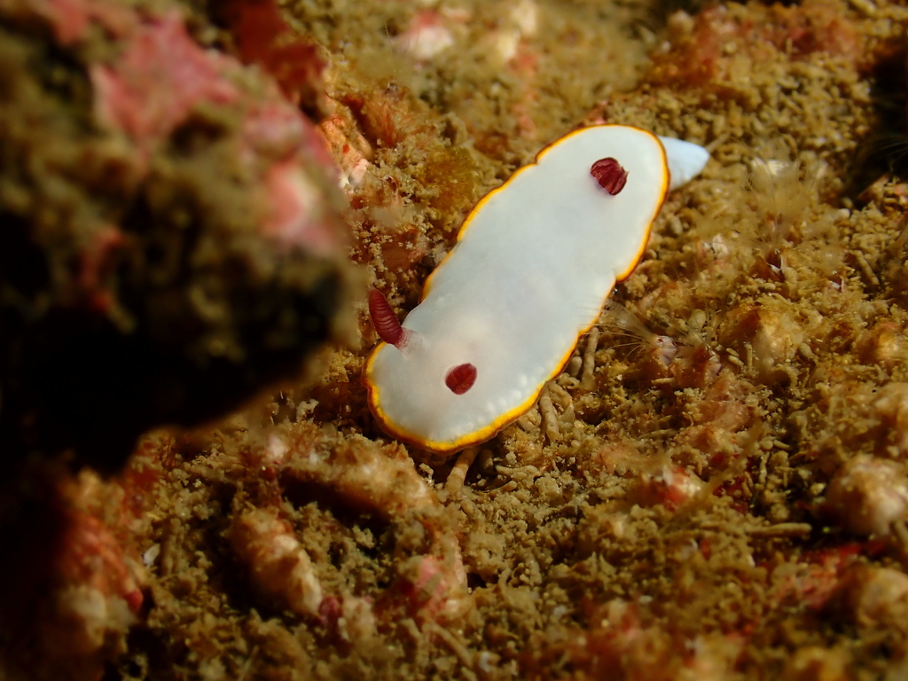 Goniobranchus sinensis