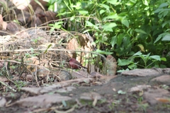 Lagonosticta rubricata