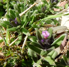 Buglossoides incrassata permixta