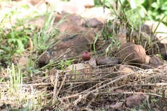 Lagonosticta rubricata