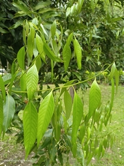 Lithocarpus shinsuiensis