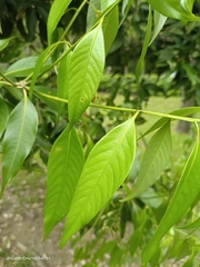 Lithocarpus shinsuiensis