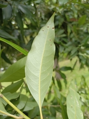 Lithocarpus shinsuiensis
