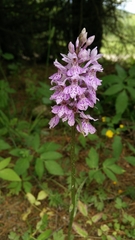 Dactylorhiza maculata
