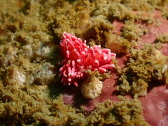 Okenia hiroi