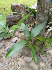 Lithocarpus formosanus