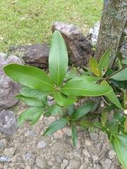 Lithocarpus formosanus