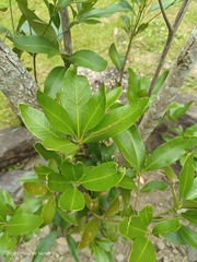 Lithocarpus formosanus