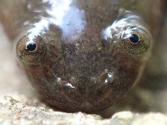 Xenopus clivii