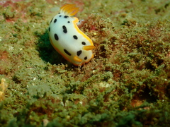 Chromodoris orientalis