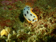 Chromodoris orientalis