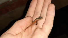Lissotriton vulgaris