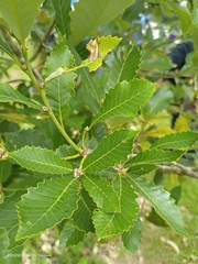 Quercus serrata brevipetiolata