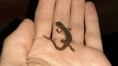 Lissotriton vulgaris