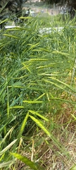 Hordeum spontaneum