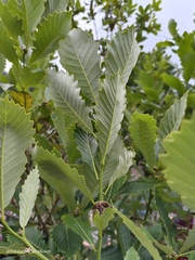 Quercus serrata brevipetiolata