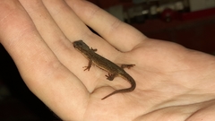 Lissotriton vulgaris