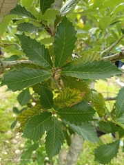 Quercus serrata brevipetiolata