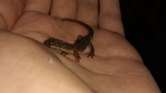Lissotriton vulgaris