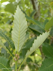 Quercus serrata brevipetiolata