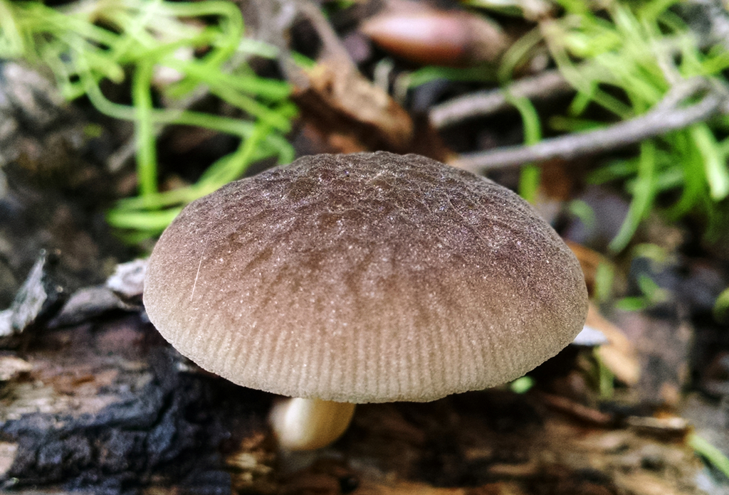 Hispidoderma