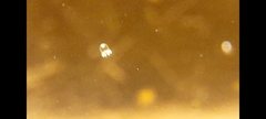 Cladonema