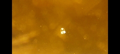 Cladonema
