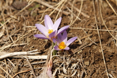 Crocus biflorus adamii
