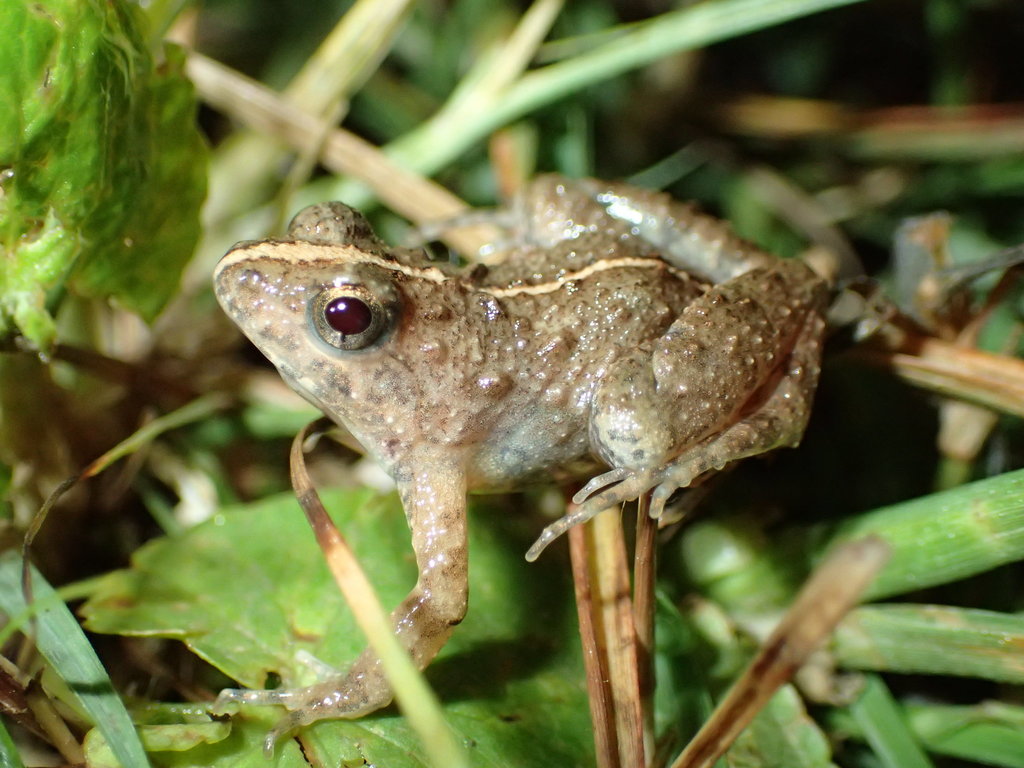 Largen's Dwarf Puddle Frog