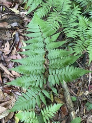 Diplazium taiwanense