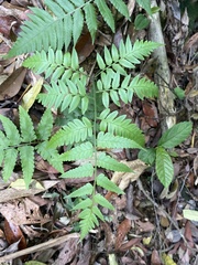Diplazium taiwanense